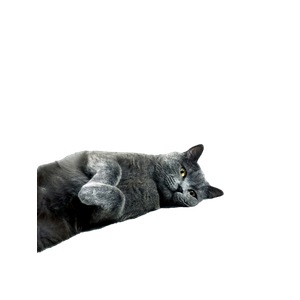 A Relaxed Gray Cat Lying On A Blue And White Patterned Couch In A Cozy Indoor Setting. 13333 - Cat PNG image with transparent background